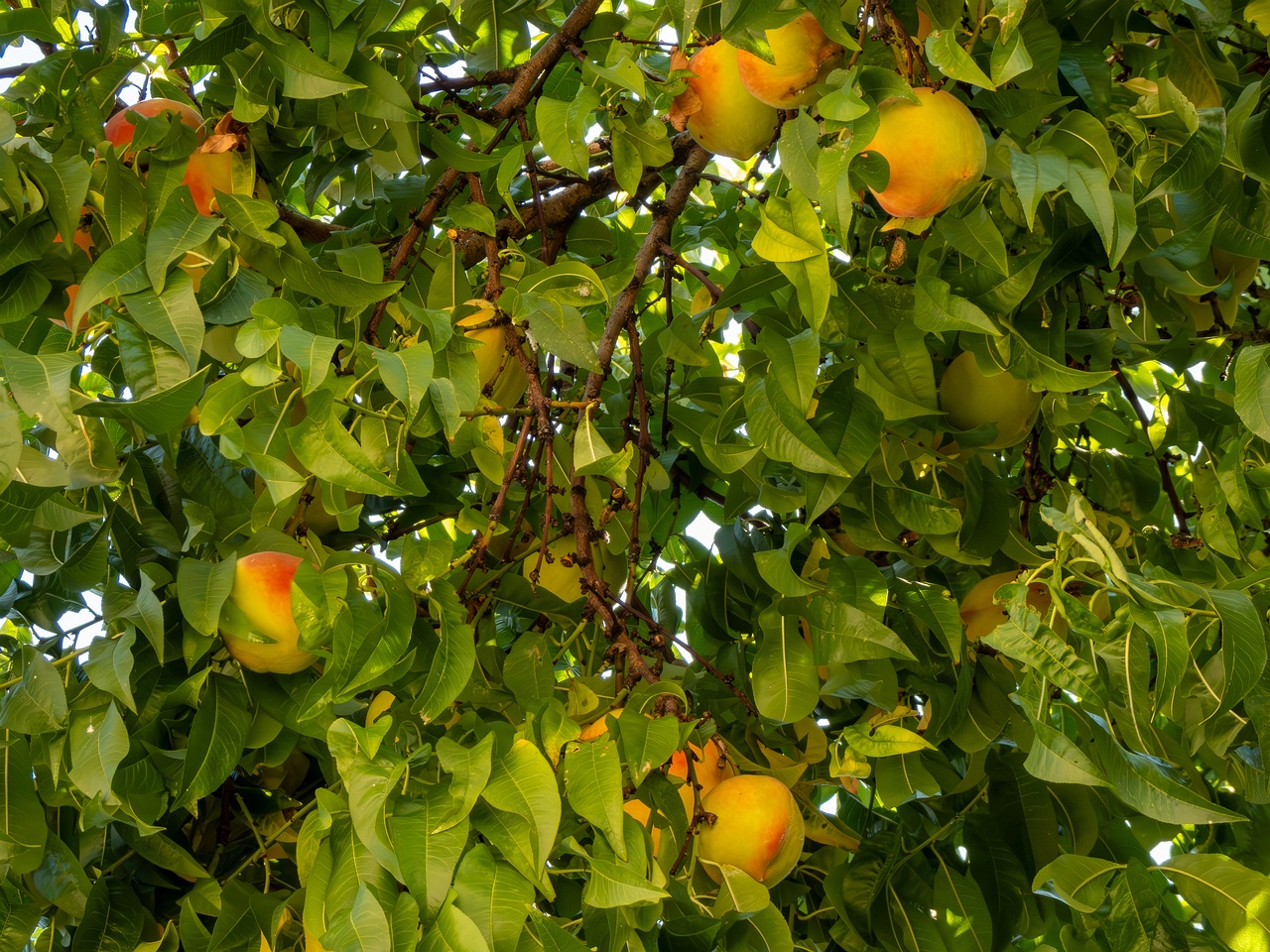 Prunus persica _2025-08-22_1-3