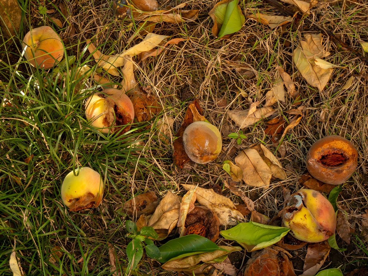 Prunus persica _2025-08-22_1-4