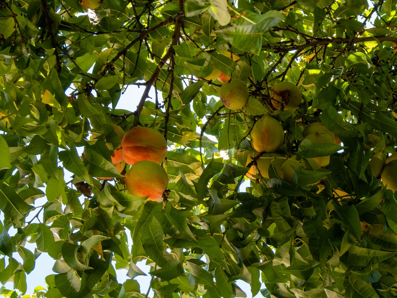 Prunus persica _2025-08-22_1-5