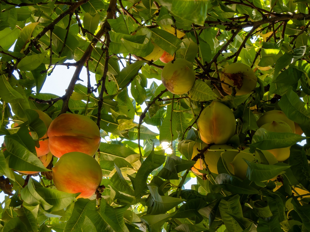 Prunus persica _2025-08-22_1-6