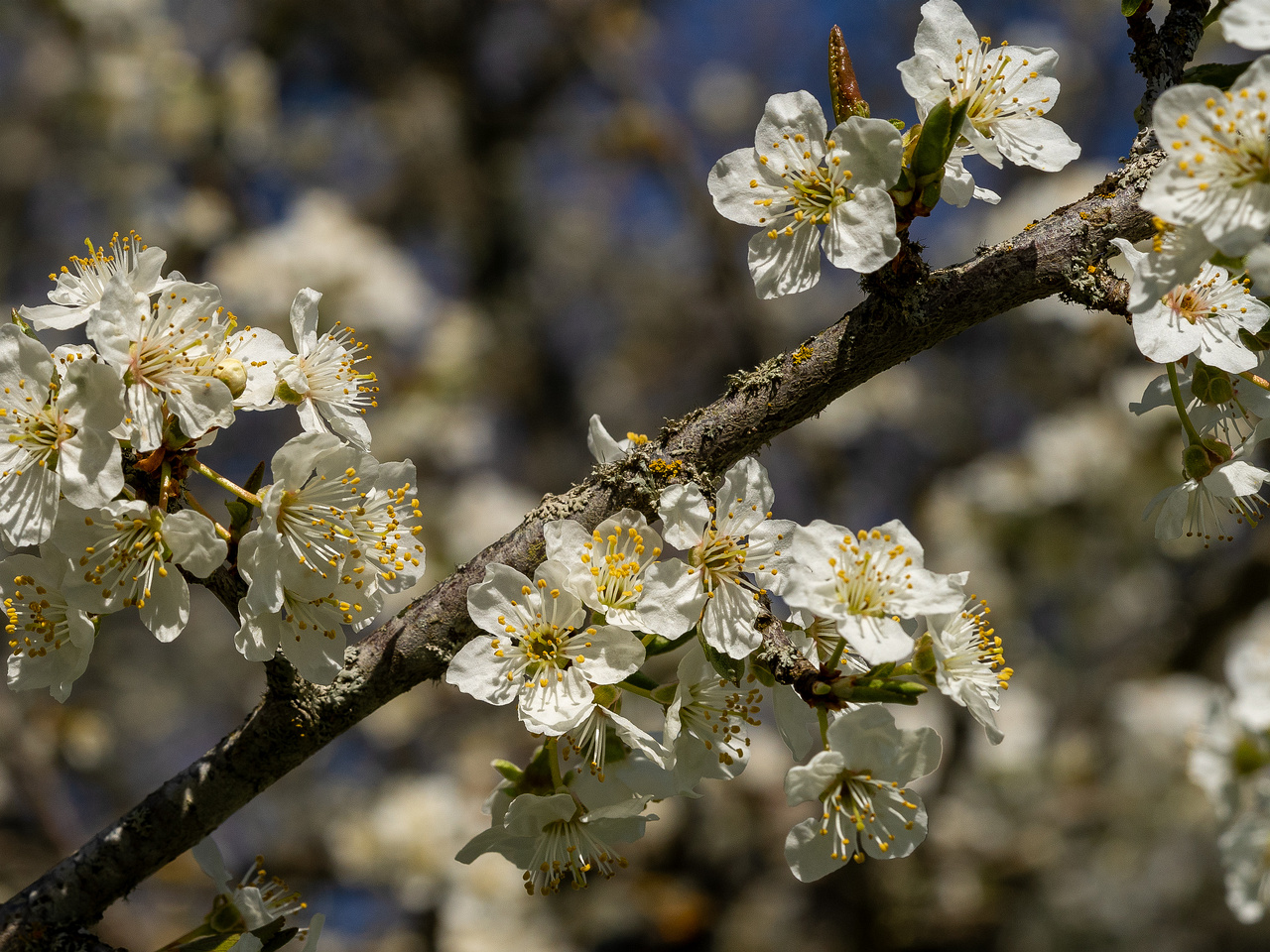 !prunus-cerasifera_2025-04-26_1-5