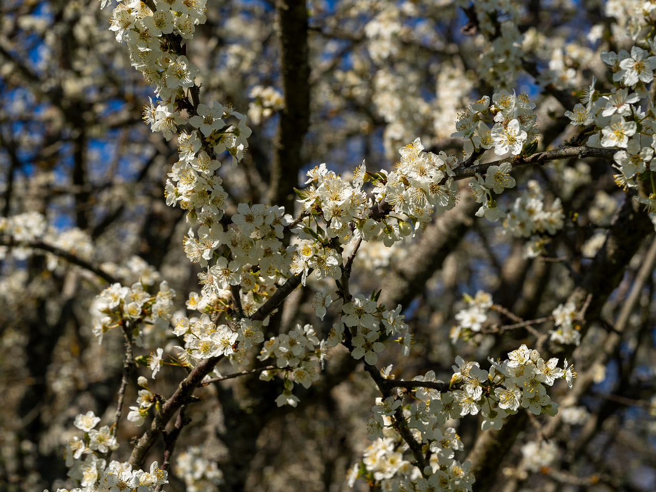 prunus-cerasifera_2025-04-26_1-1