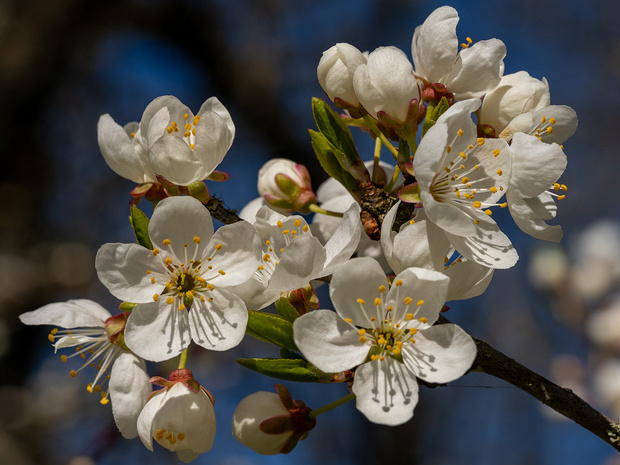 Слива растопыренная - Prunus cerasifera var. divaricata