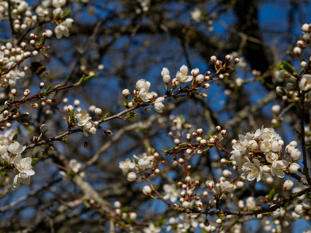 prunus-divaricata_2025-04-26_1-10
