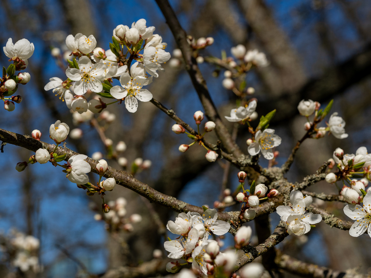prunus-divaricata_2025-04-26_1-11