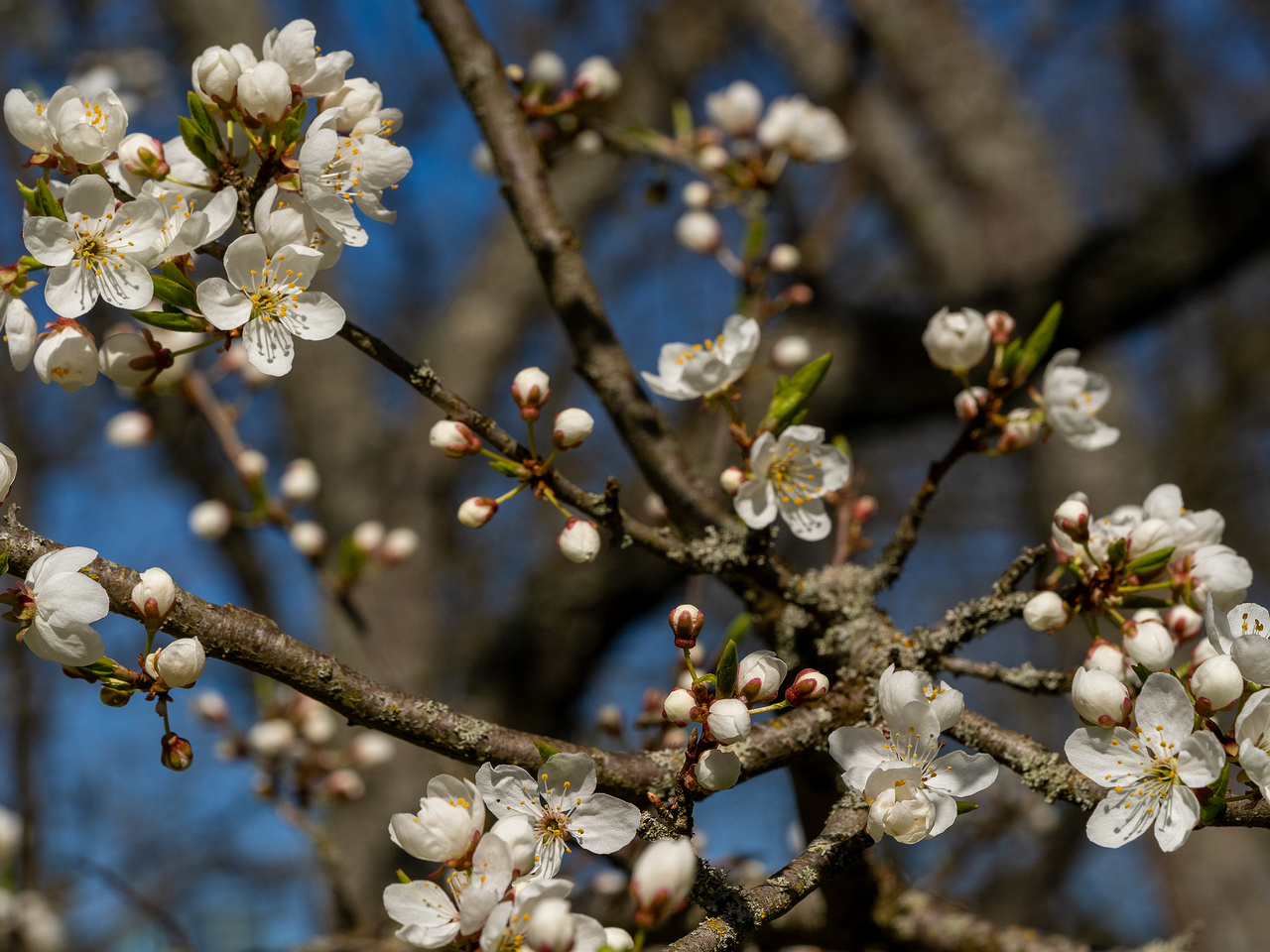 prunus-divaricata_2025-04-26_1-12