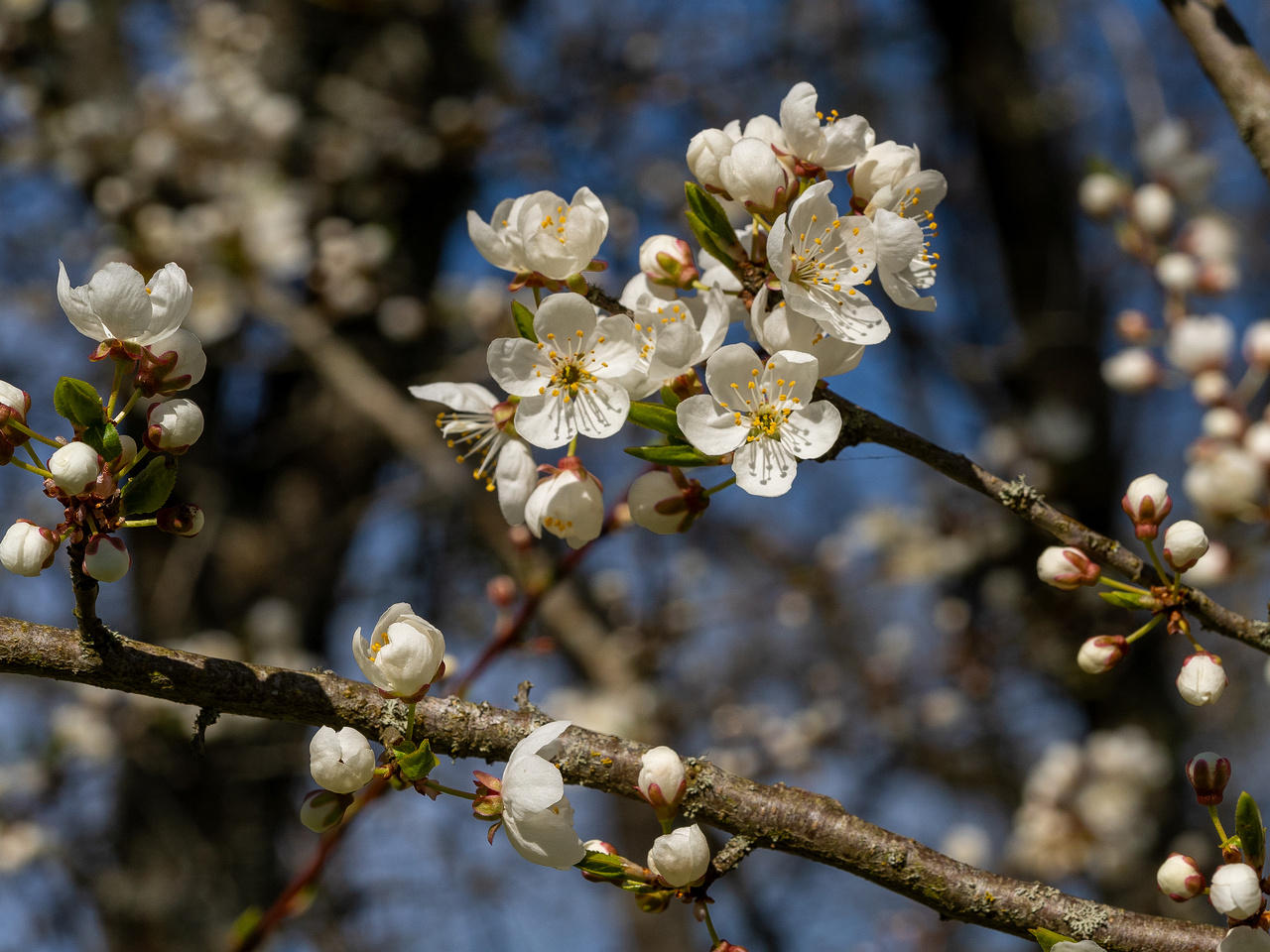 prunus-divaricata_2025-04-26_1-2