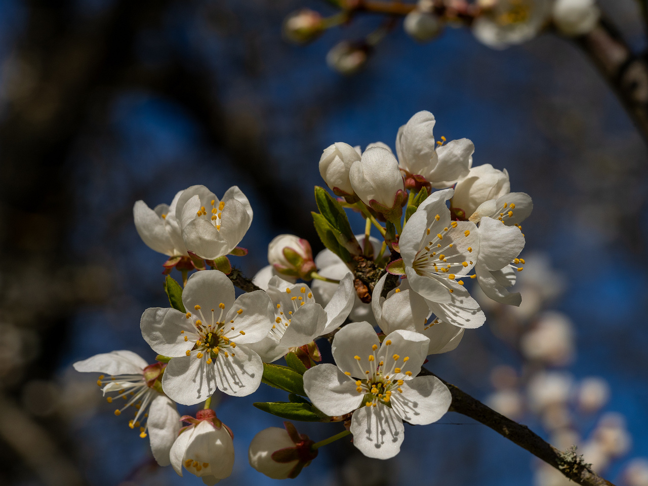 prunus-divaricata_2025-04-26_1-5