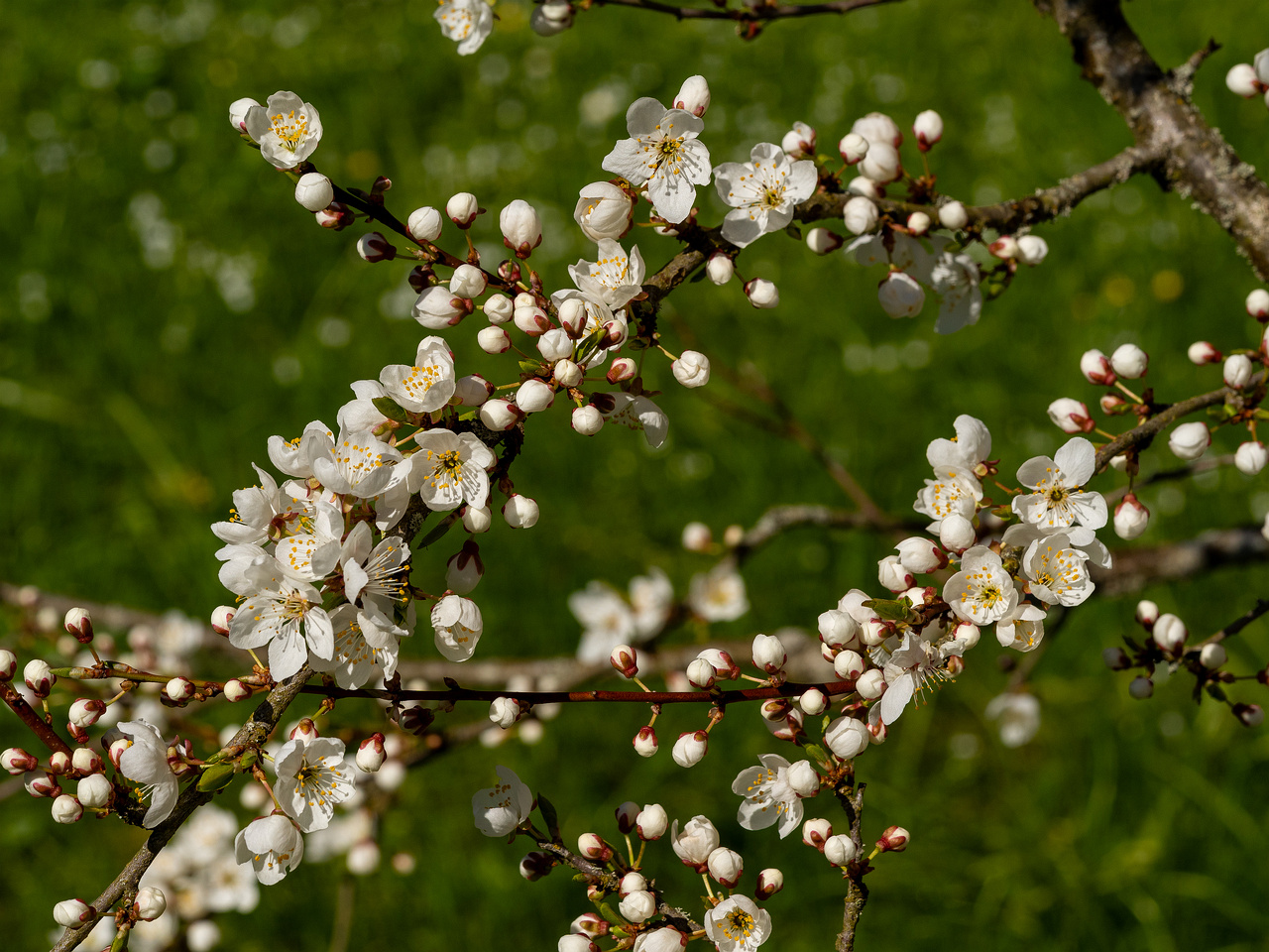 prunus-divaricata_2025-04-26_1-6