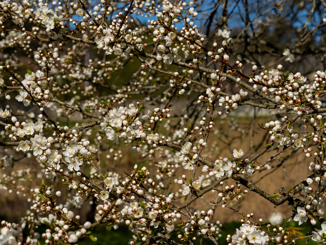 prunus-divaricata_2025-04-26_1-7