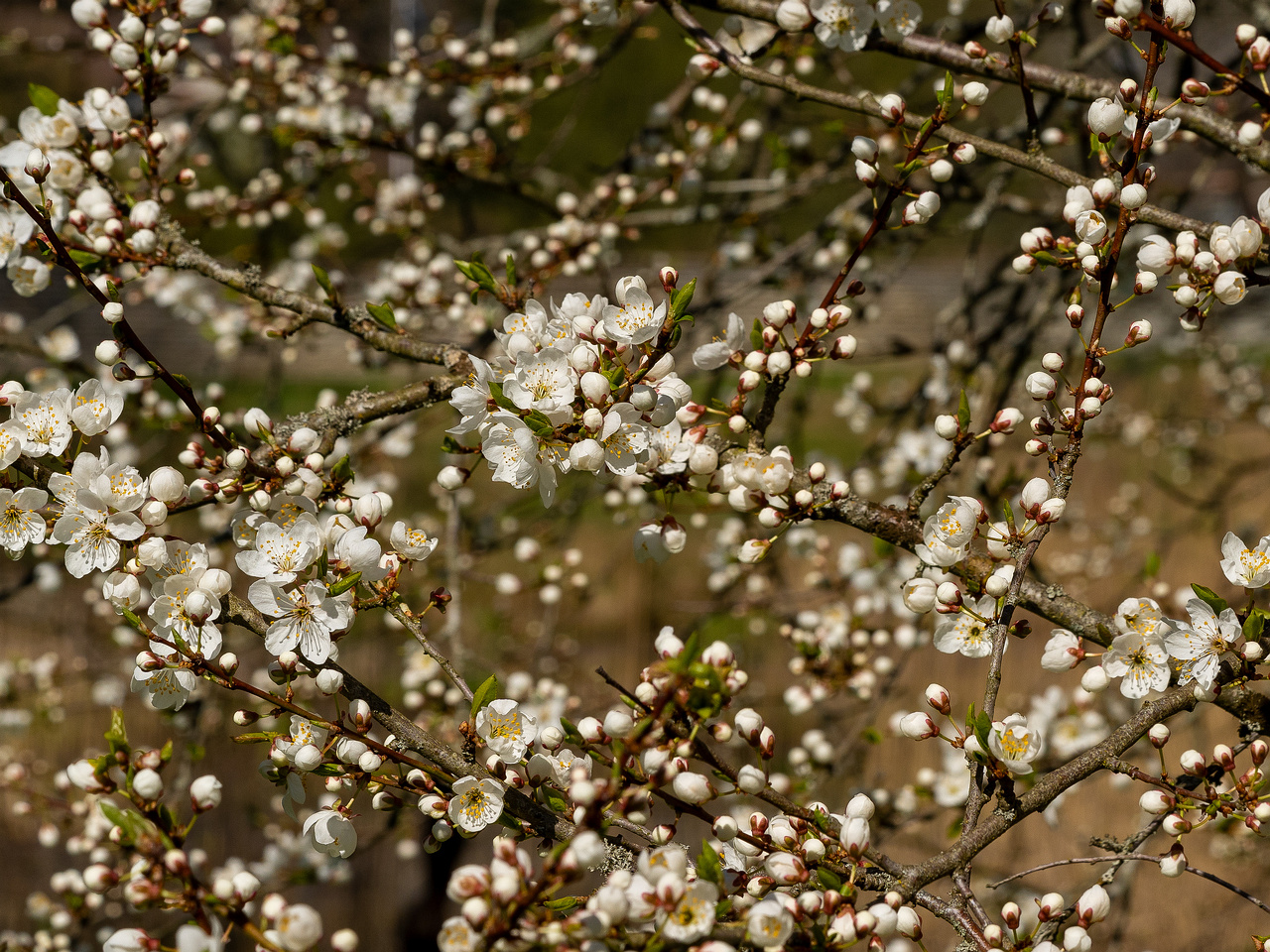 prunus-divaricata_2025-04-26_1-8