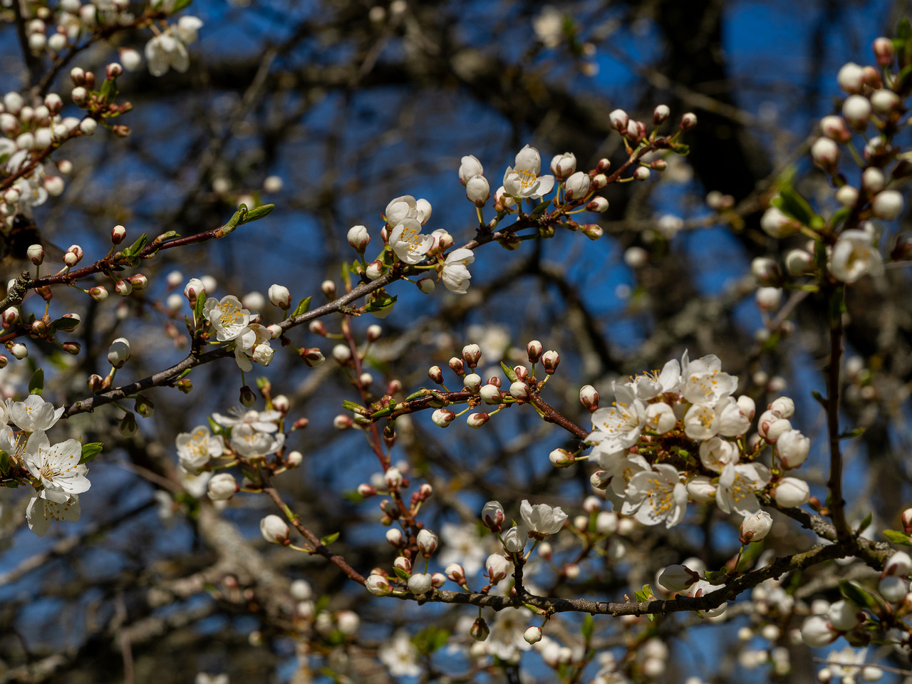 prunus-divaricata_2025-04-26_1-9