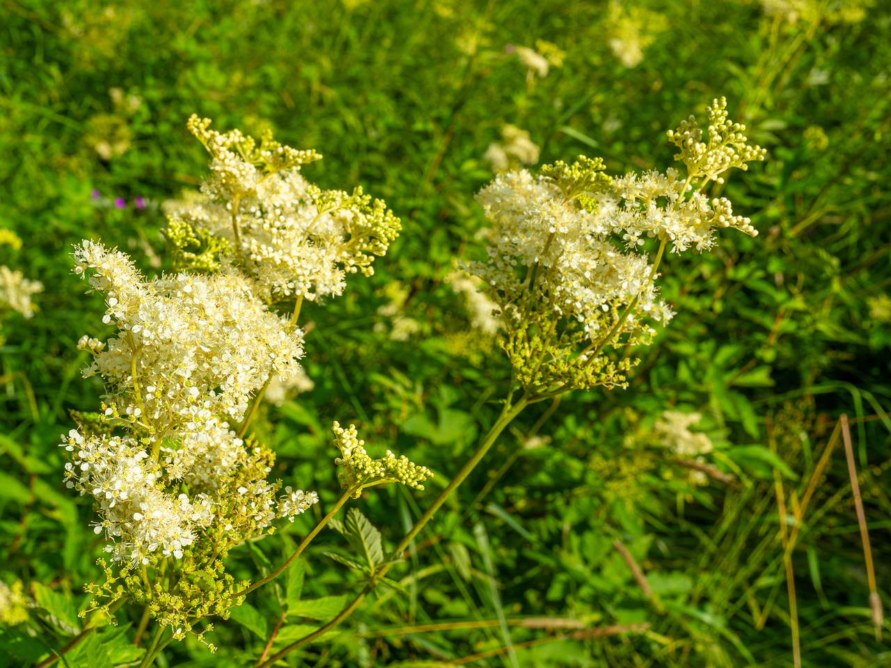 big_meadow_in_kadriorg_park-15