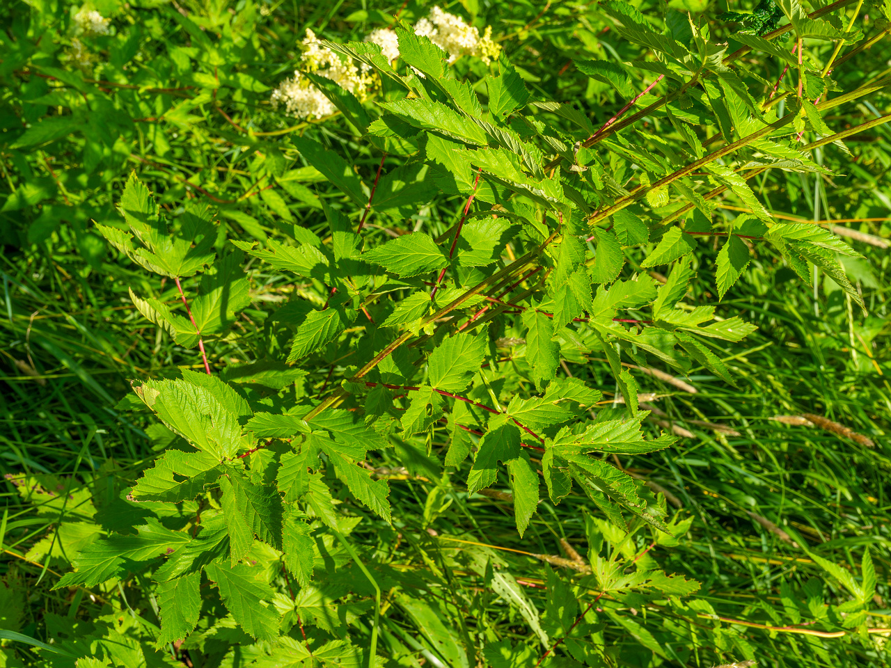 big_meadow_in_kadriorg_park-16