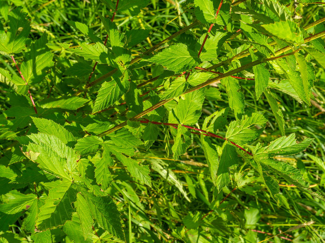 big_meadow_in_kadriorg_park-17