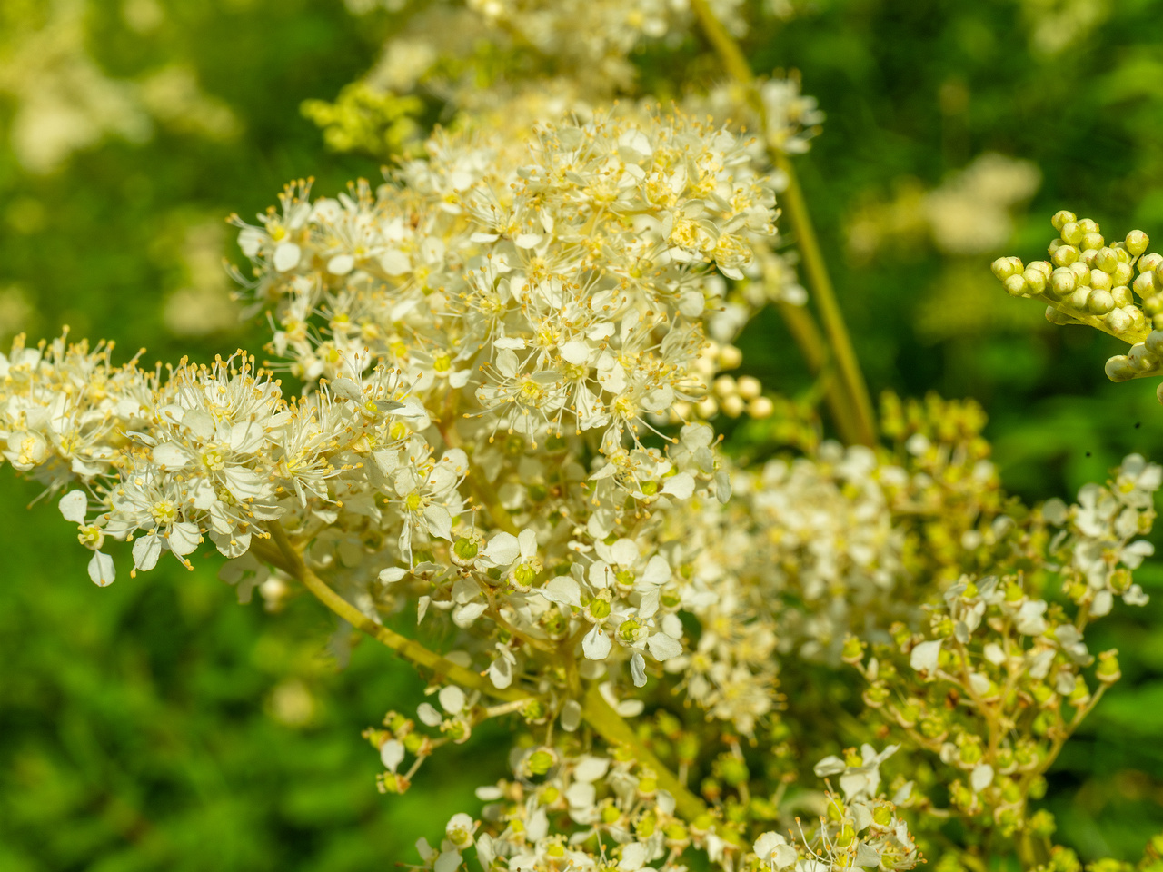 big_meadow_in_kadriorg_park-18