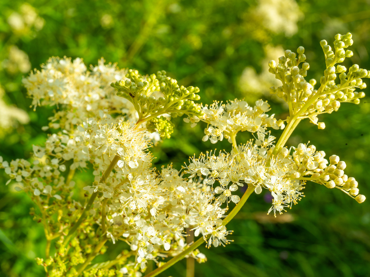 big_meadow_in_kadriorg_park-20