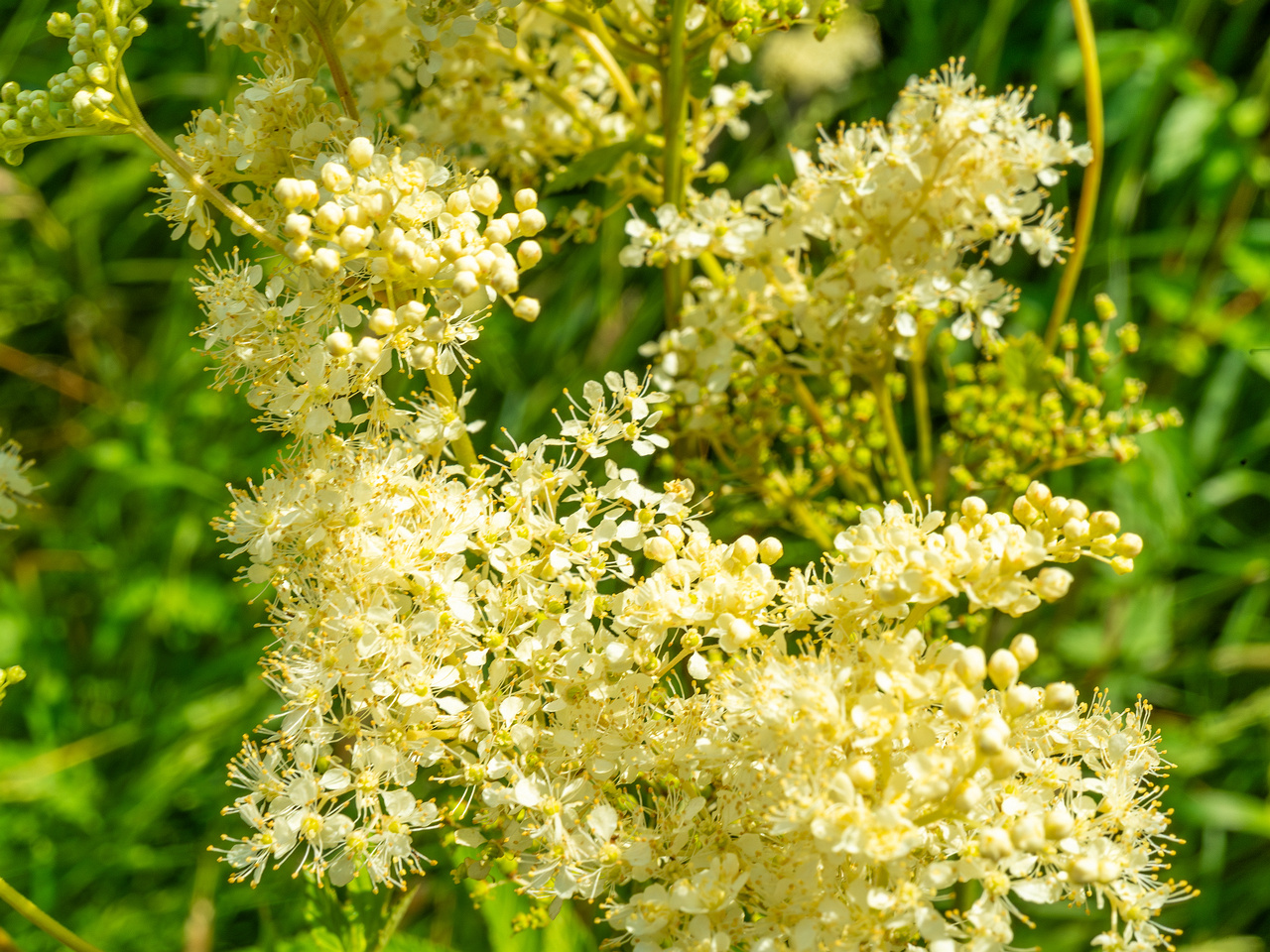 big_meadow_in_kadriorg_park-21