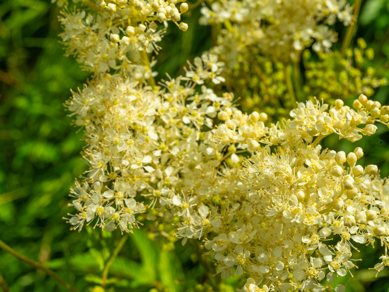 big_meadow_in_kadriorg_park-22