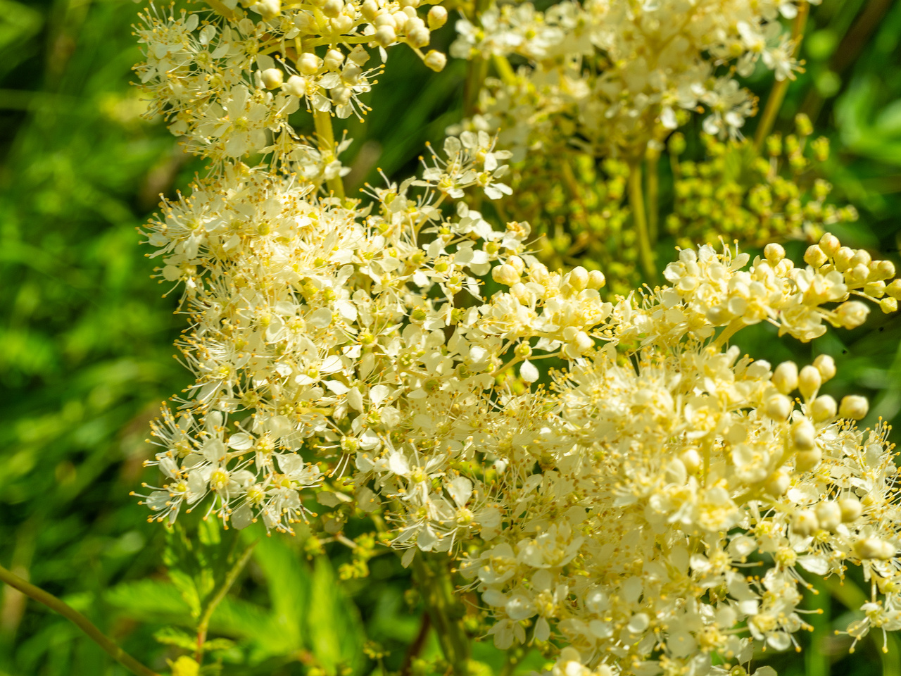 big_meadow_in_kadriorg_park-23