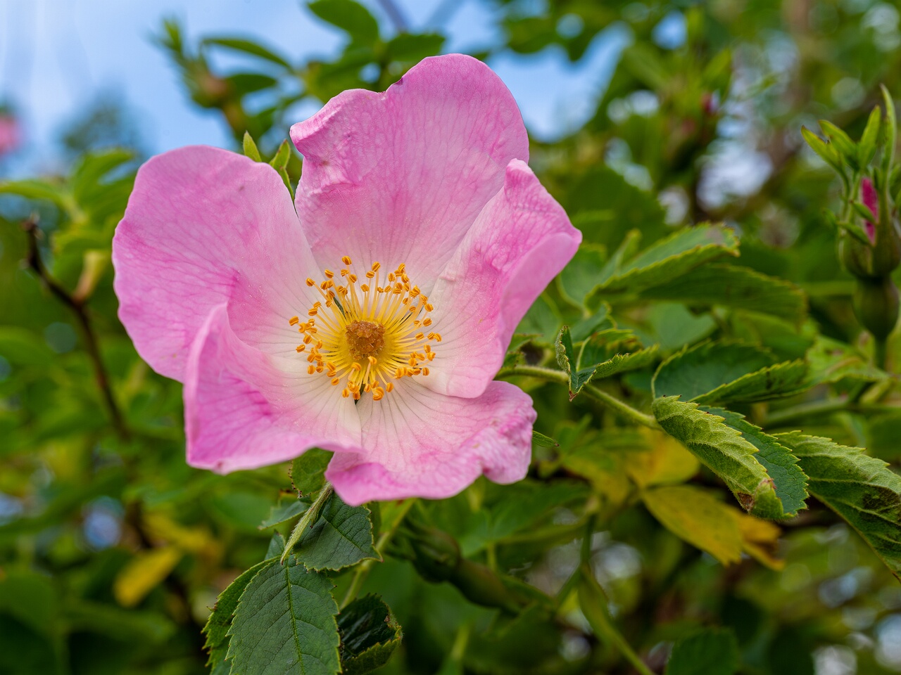 !Rosa canina _2026-06-20_1-1