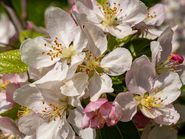 Яблоня 'Золотой Шершень' - Malus 'Golden Hornet'