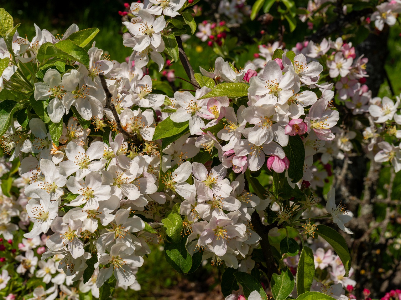 Malus 'Golden Hornet' _2025-06-01_1-1