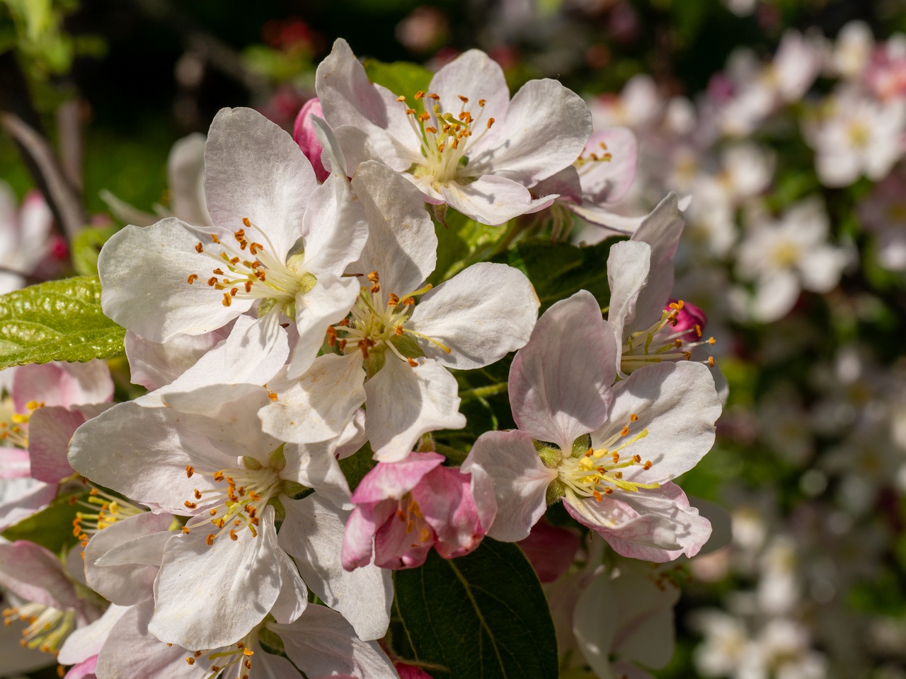 Malus 'Golden Hornet' _2025-06-01_1-2