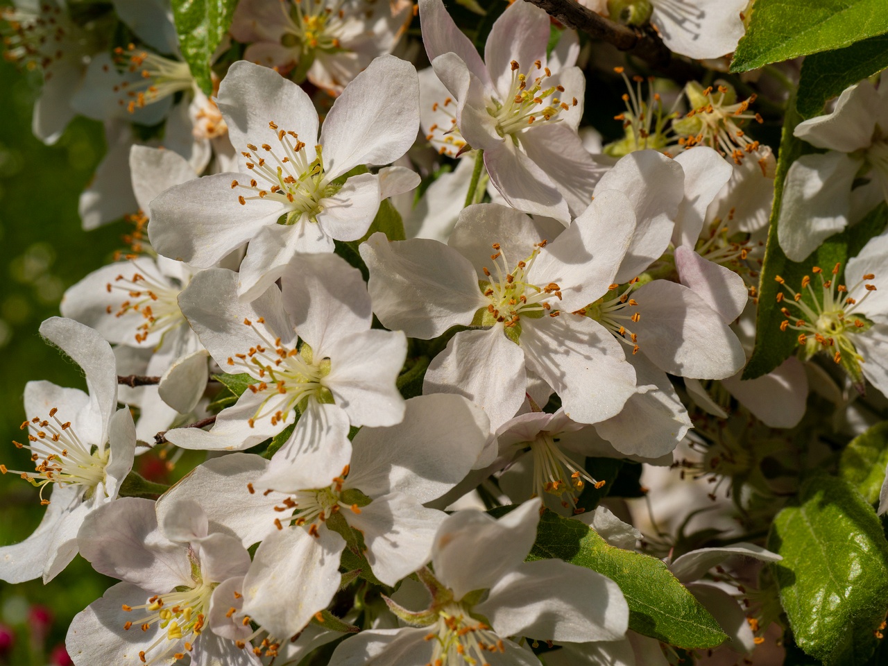 Malus 'Golden Hornet' _2025-06-01_1-4