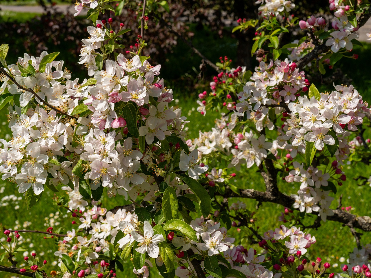Malus 'Golden Hornet' _2025-06-01_1-5