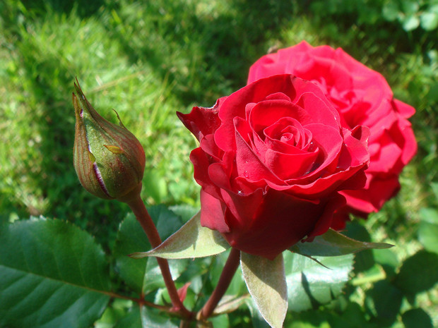 Роза x садовая - Rosa x domestica