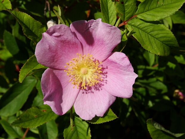 Шиповник болотный - Rosa palustris