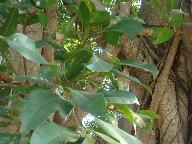Фикус бенгальский - Ficus bengalensis