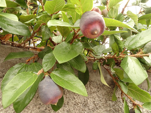 Фикус карликовый - Ficus pumila