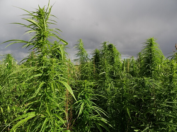 Коноплёвые - Cannabaceae Cannabaceae is a small family of flowering plants. As now circumscribed, the family includes about 170 species grouped...