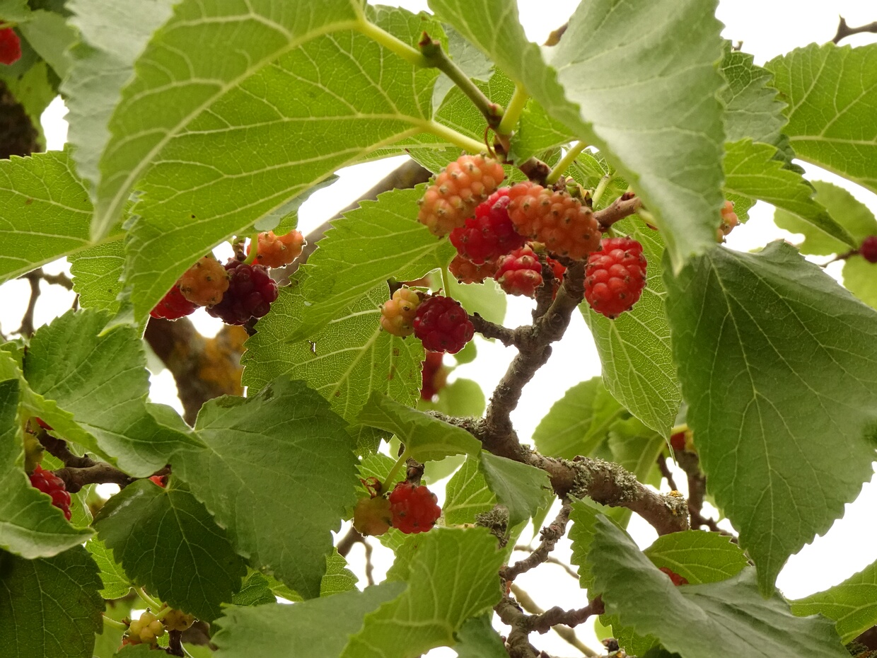 Тутовые - Moraceae The Moraceae often called the mulberry family or fig family are a family of flowering plants comprising about 38 genera...