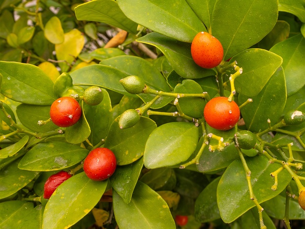 Муррайя метельчатая - Murraya paniculata