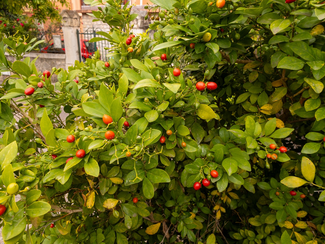 Murraya paniculata _2025-05-16_1-3