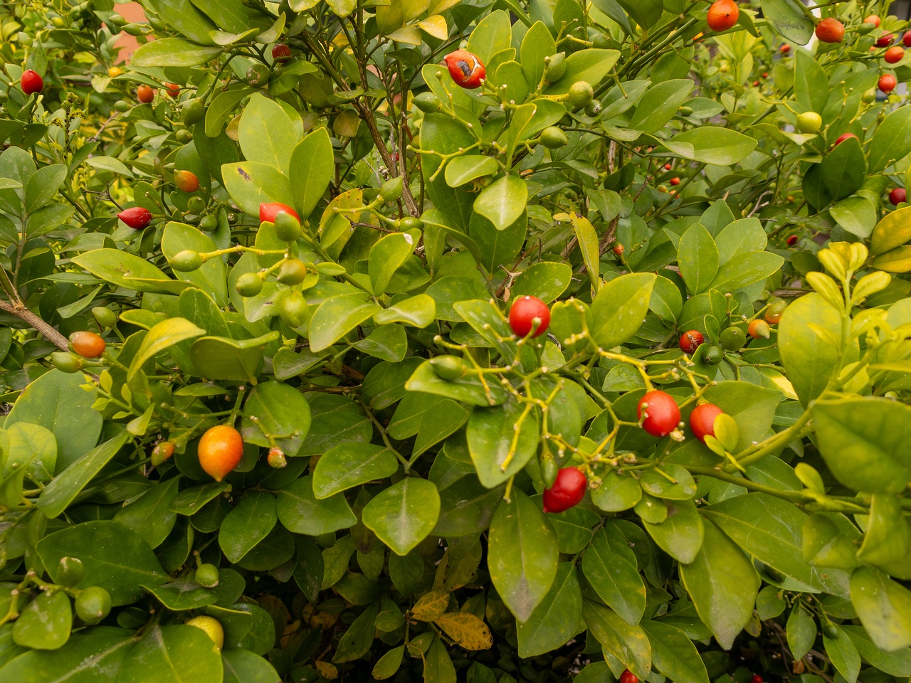 Murraya paniculata _2025-05-16_1-4