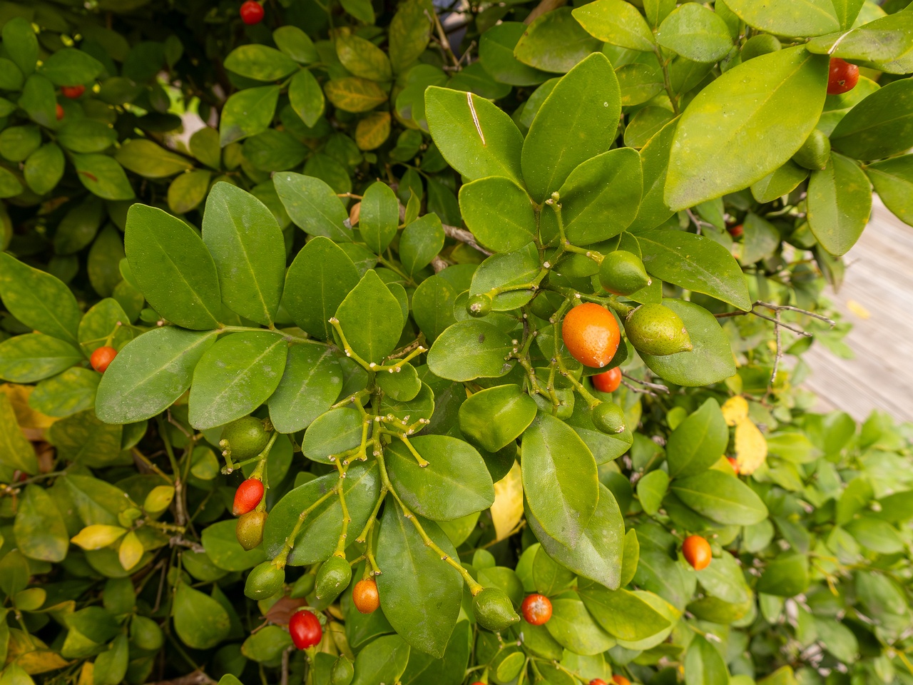 Murraya paniculata _2025-05-16_1-5