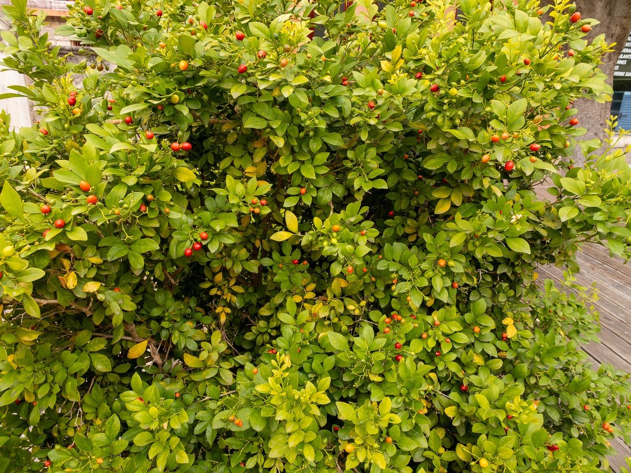 Murraya paniculata _2025-05-16_1-6