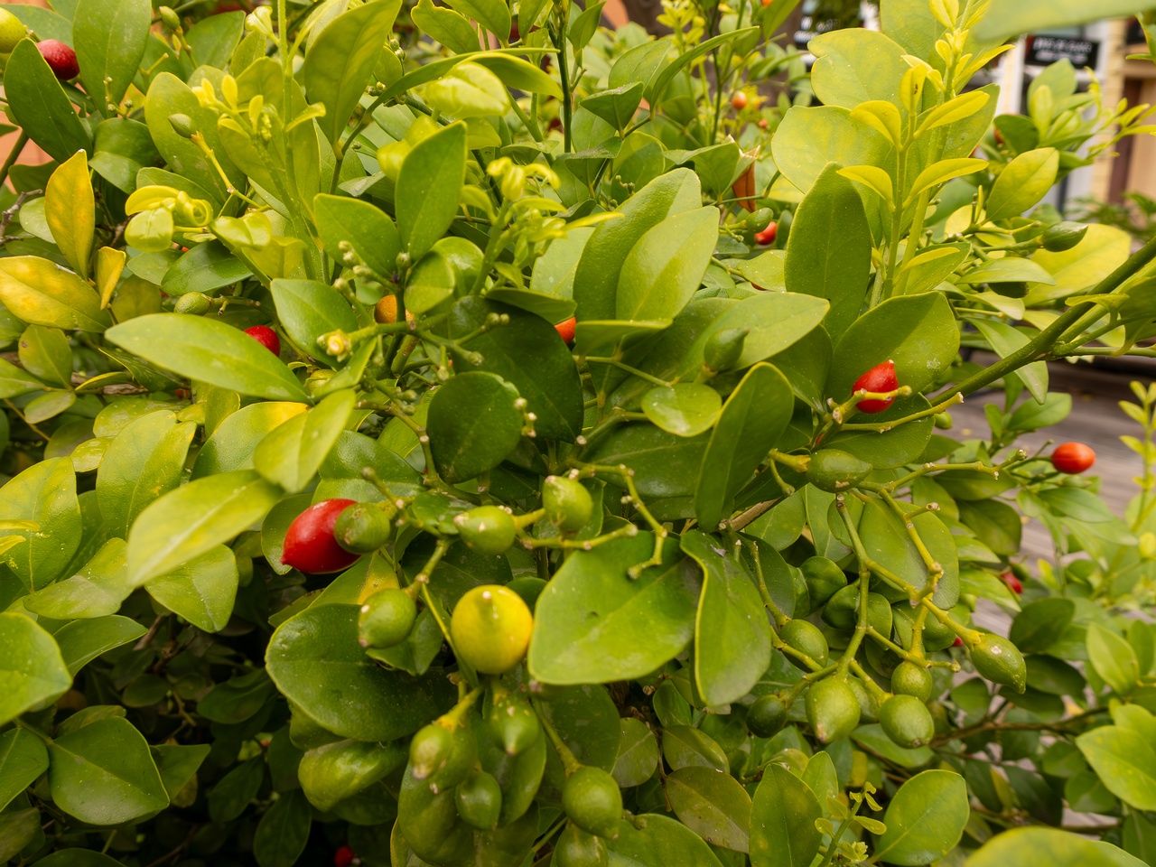 Murraya paniculata _2025-05-16_1-7