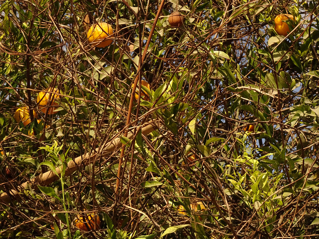 Померанец - Citrus aurantium