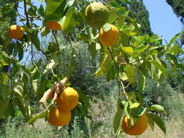 Цитрус x китайский - Citrus x sinensis