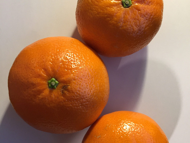 Цитрус x клементин - Citrus x clementina