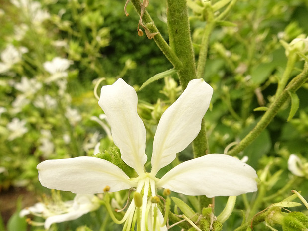 Ясенец белый разн. белый - Dictamnus albus var. albus