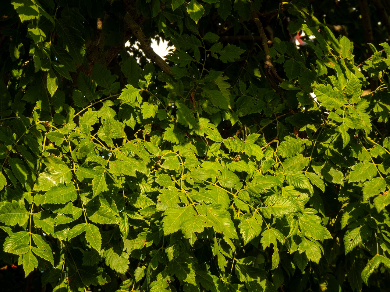 Koelreuteria paniculata _2025-08-21_1-1