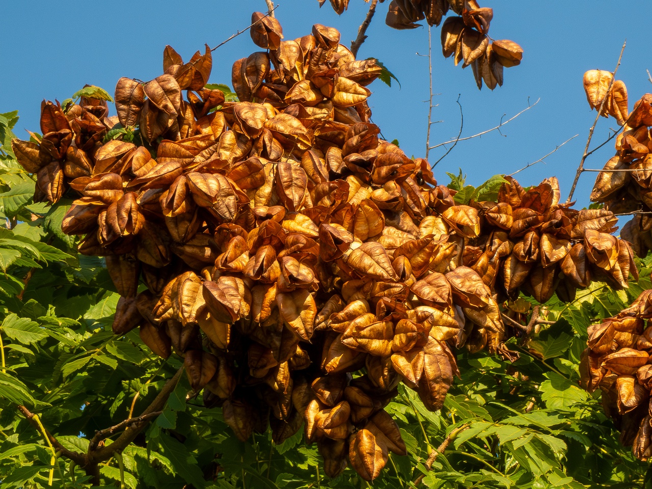 Koelreuteria paniculata _2025-08-21_1-7