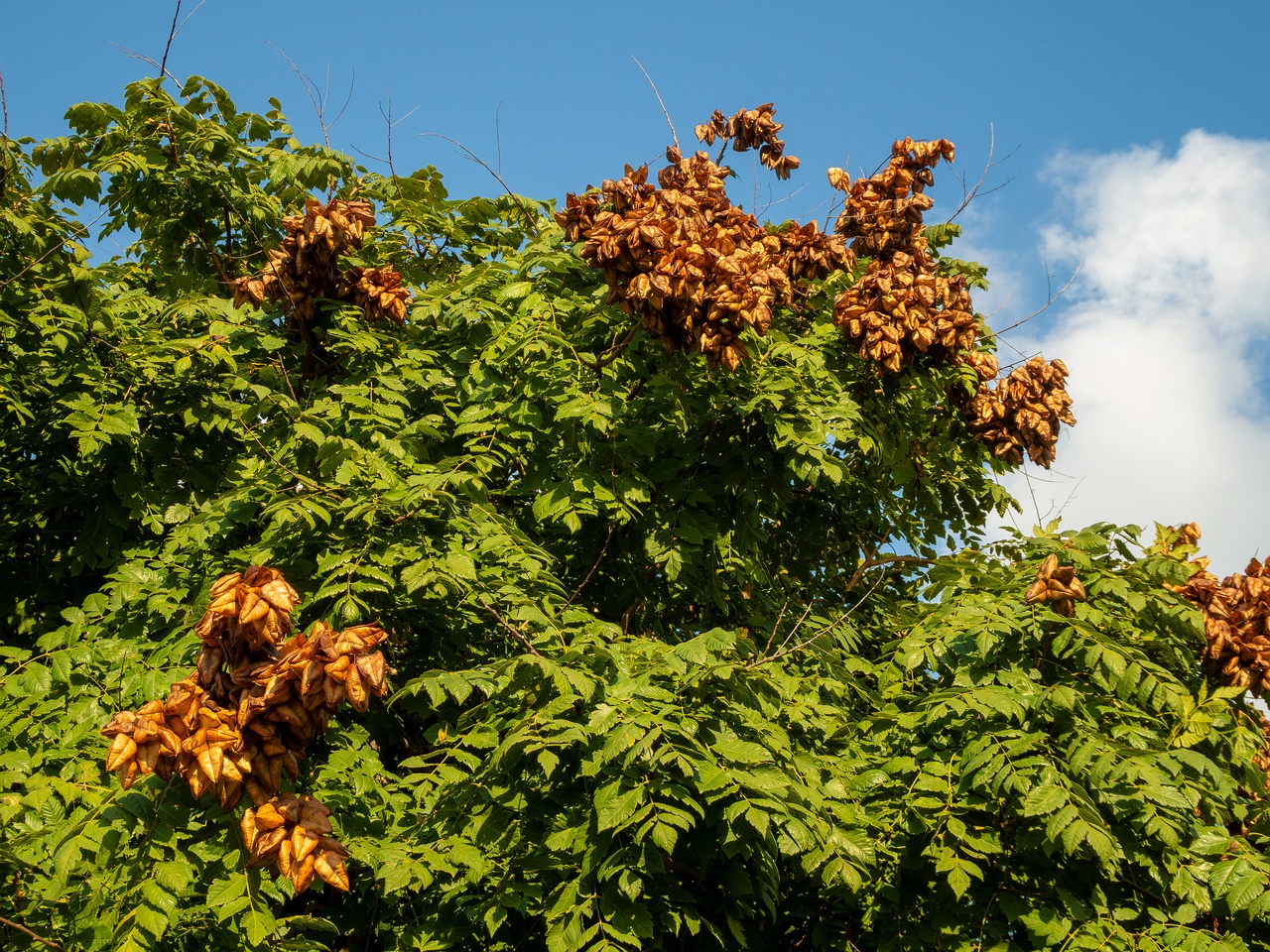 Koelreuteria paniculata _2025-08-21_1-8