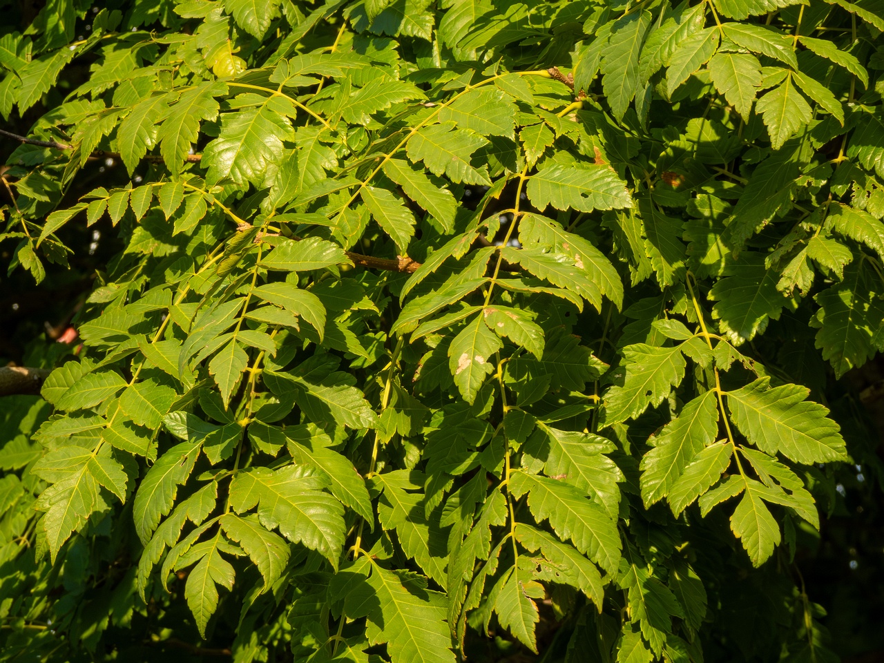Koelreuteria paniculata _2025-08-21_1-9